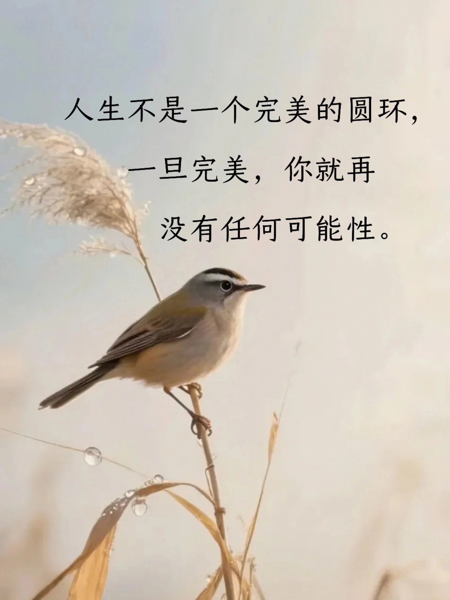 5.webp